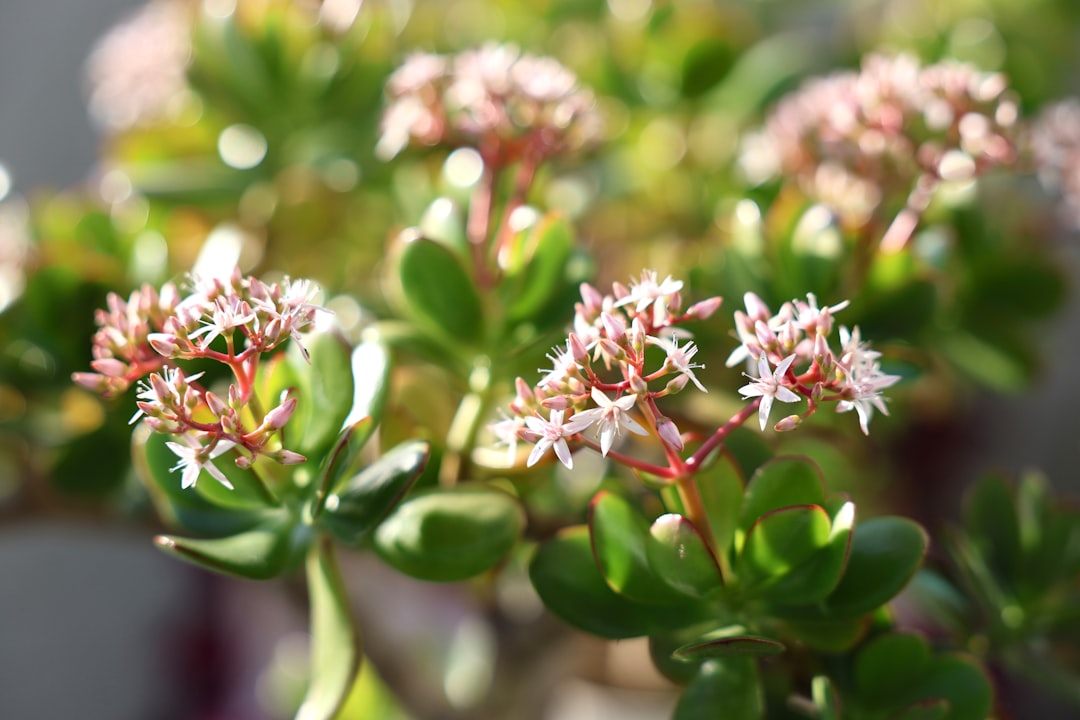 Plantes d'Intérieur : 15 Variétés Déco pour Purifier l'Air